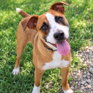 Cartier, Mixed Breed, puppy, available for adoption