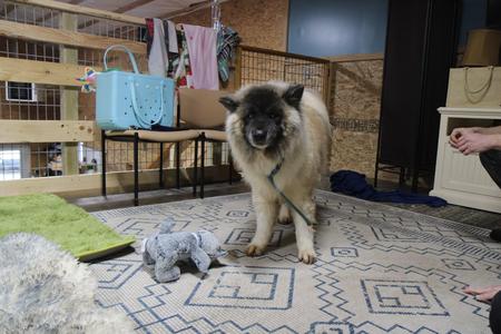 Lakota, Akita / Keeshond, adult, available for adoption
