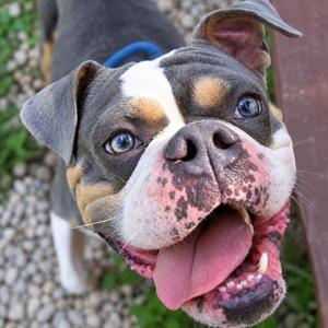 Guinness, English Bulldog / American Bulldog, adult, available for adoption
