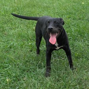 A black dog standing on grass with its tongue out