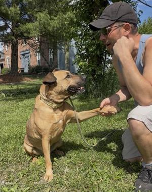 Molly  ***foster or adopt***, Shepherd / Terrier, adult, available for adoption