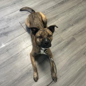 a brown and black dog lying on a wooden floor