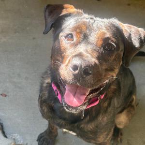 Eva, Mixed Breed (Large), adult, available for adoption