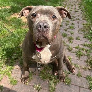 Lacy Mae, Terrier, American Pit Bull, senior, available for adoption