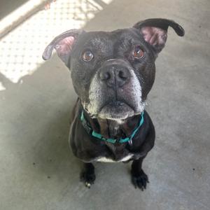 A black dog with a green collar looking up at the camera.