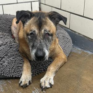 Baloo, Mixed Breed (Large), senior, available for adoption