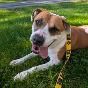 Pebbles, Terrier, Pit Bull, adult, available for adoption