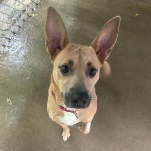 A brown dog with large ears and a red collar looking up at the camera.