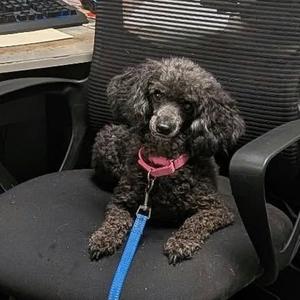 Ginny Lee, Poodle, Miniature, senior, available for adoption