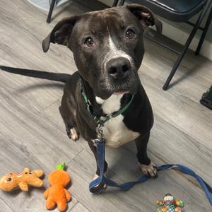 Axel, Terrier, Pit Bull, adult, available for adoption