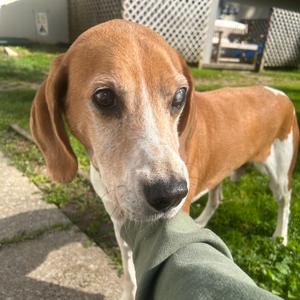 Elmer, Hound, senior, available for adoption