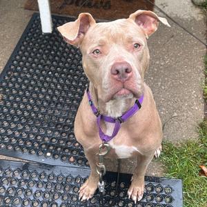 Grace, Terrier, Pit Bull, adult, available for adoption