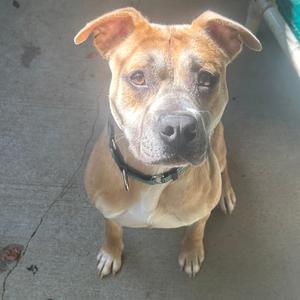 a brown dog sitting on a concrete surface