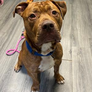 Hooch, Bulldog, American, adult, available for adoption