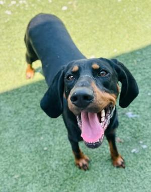 Frankie-Lynn, Black and Tan Coonhound Mix, adult, available for adoption