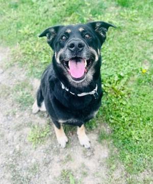 Koda, Rottweiler and Labrador Retriever, senior, available for adoption