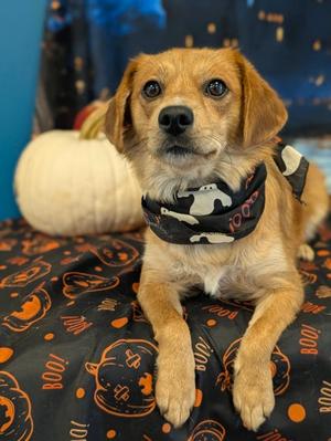 Missy, Beagle and Chihuahua - Smooth Coated, adult, available for adoption