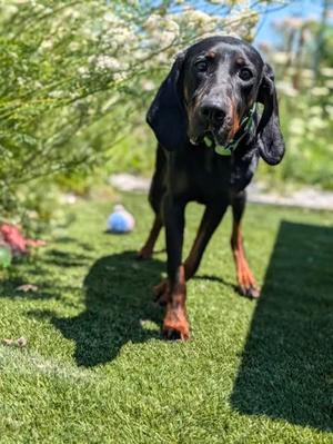 Gracie-Mae, Black and Tan Coonhound Mix, adult, available for adoption