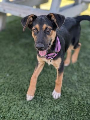 A black and tan puppy with a pink collar standing on green artificial turf.