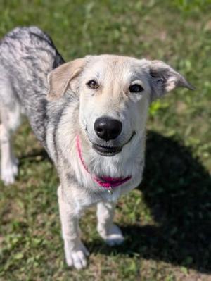 Mouse, German Shepherd Dog Mix, puppy, available for adoption