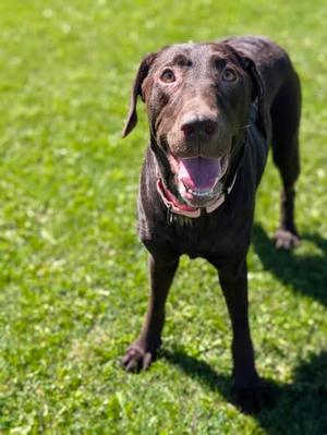 Skye, Labrador Retriever Mix, adult, available for adoption