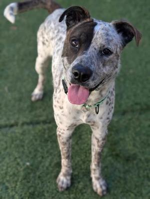 a dog with a spotted coat standing on grass