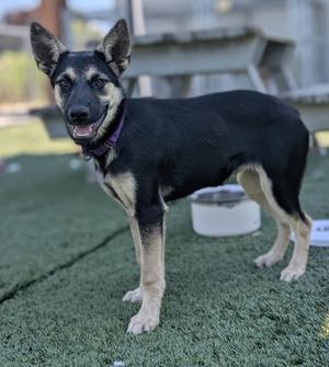 A black and tan dog standing on artificial grass, wearing a purple collar.