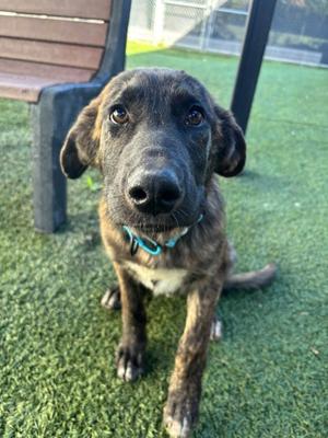 a brown and black brindle puppy with a blue collar sitting on green artificial grass