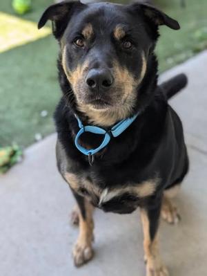 Hammy, Mixed Breed and Alaskan Husky, adult, available for adoption