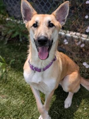 River, German Shepherd Dog Mix, young, available for adoption
