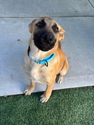 Doofus, German Shepherd Dog Mix, puppy, available for adoption