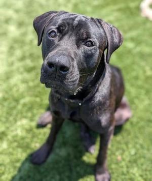 Lexi, Cane Corso Mix, adult, available for adoption