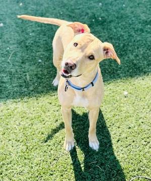 Juniper, Labrador Retriever and Bulldog, adult, available for adoption
