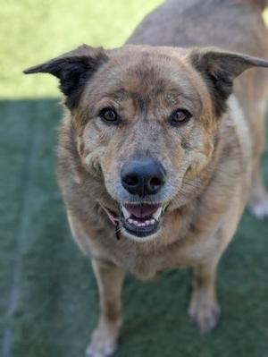 A brown dog with floppy ears and a black nose is standing on a green surface, looking up at the camera with its mouth slightly open.
