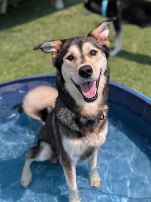 September, Siberian Husky Mix, young, available for adoption