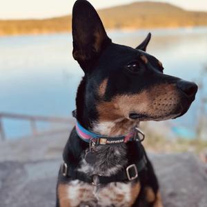 Camper (Courtesy Post), Australian Cattle Dog / Blue Heeler, adult, available for adoption