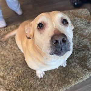 Amber (Courtesy Post), Yellow Labrador Retriever, senior, available for adoption