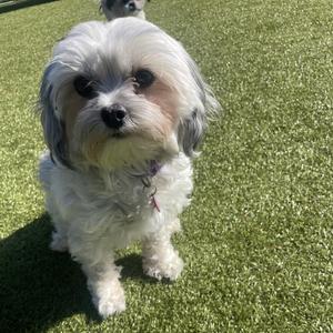 Frankie, Shih Tzu, adult, available for adoption