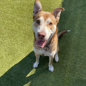 A happy dog with a brown and white coat, sitting on green artificial grass, looking up with its tongue out.
