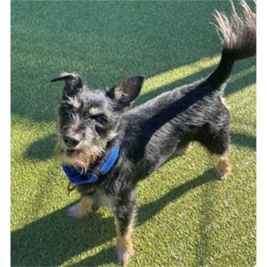 Savior, Miniature Schnauzer, senior, available for adoption