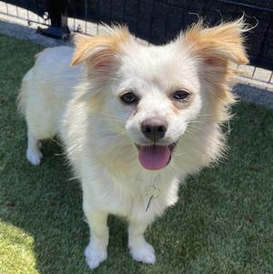 Messi, Spaniel / Chihuahua, young, available for adoption