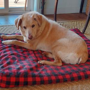 Fern (Courtesy Post), Yellow Labrador Retriever / Australian Shepherd, senior, available for adoption