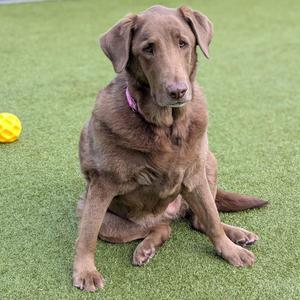 A brown dog sitting on a green artificial turf with a yellow ball nearby.