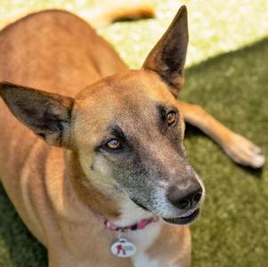 Yogurt, Shepherd, adult, available for adoption