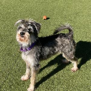 Rocco, Miniature Schnauzer, senior, available for adoption