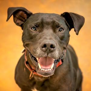 Diesel, Boxer / Pit Bull Terrier, adult, available for adoption