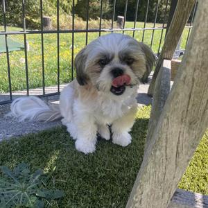 A fluffy white and brown dog with long fur is sitting on a grassy area, sticking its tongue out. The dog is behind a metal fence, and there is a wooden post in the foreground.