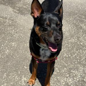 Scrappy, Mixed Breed (Medium), senior, available for adoption