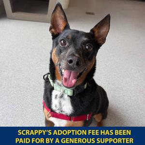 Scrappy, Mixed Breed (Medium), adult, available for adoption