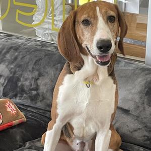 Georgia, Mixed Breed (Large), senior, available for adoption